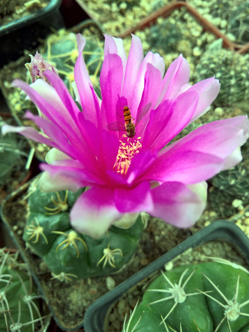 GYMNOCALYCIUM denudatum Jan Suba